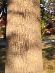 Liriodendron tulipifera
