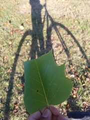 Liriodendron tulipifera
