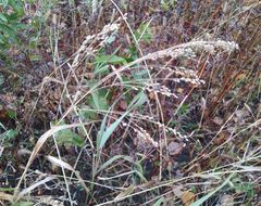 Panicum miliaceum ruderale