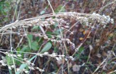 Panicum miliaceum ruderale