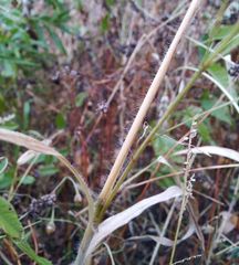 Panicum miliaceum ruderale