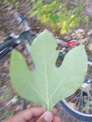 Sassafras albidum