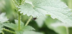 Cyclorrhapha