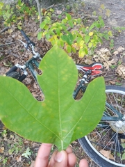Sassafras albidum
