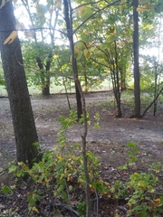 Sassafras albidum
