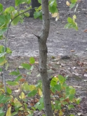 Sassafras albidum