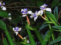 Trimezia gracilis