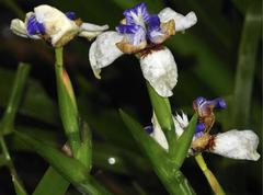 Trimezia gracilis