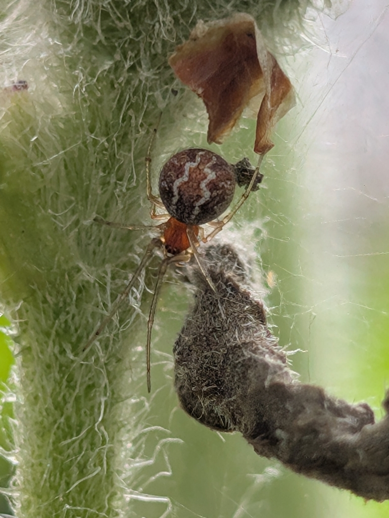 Different Cobweb Spider