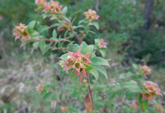 Ludwigia pilosa