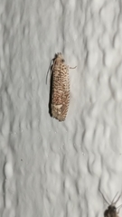 Eucosma argutipunctana