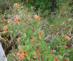 Ludwigia pilosa