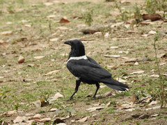 Corvus albus