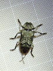 Sternidius mimeticus