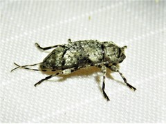 Sternidius mimeticus