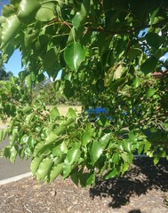 Atrapsalta corticina