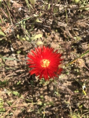 Lampranthus coccineus