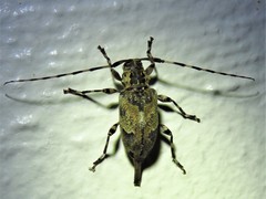 Graphisurus triangulifer