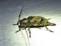 Graphisurus triangulifer