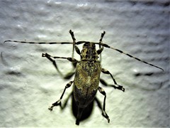 Graphisurus triangulifer