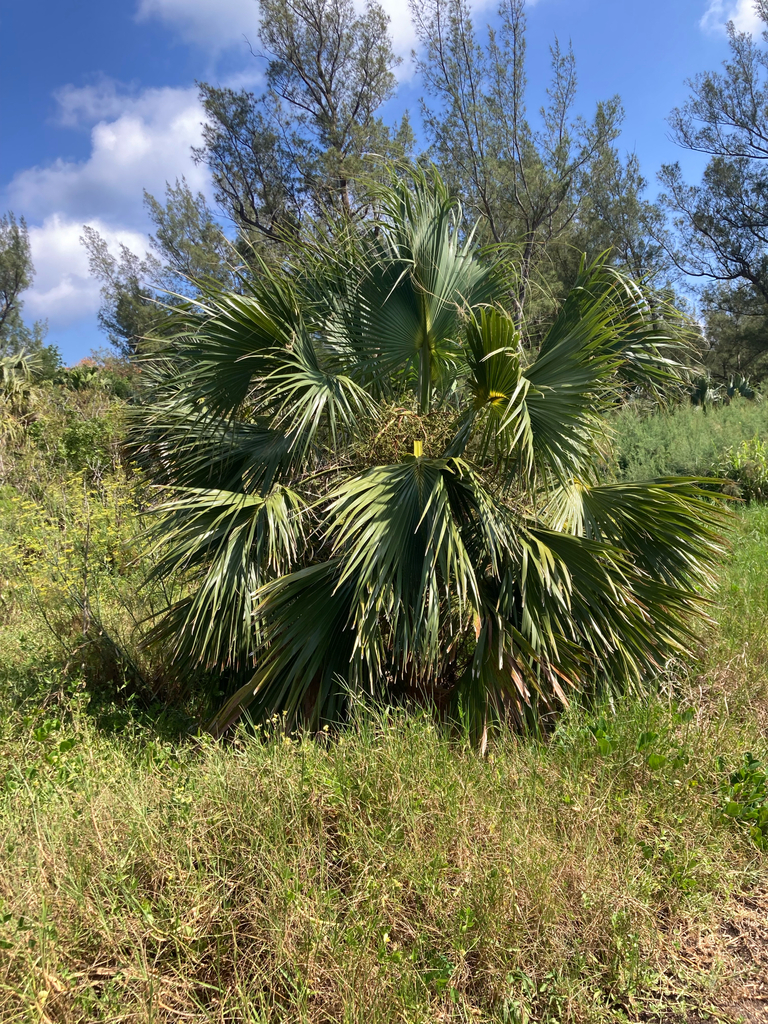 Bermuda Palmetto