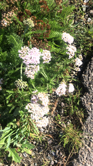 Achillea millefolium