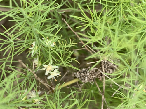 Asparagus minutiflorus image