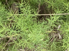 Asparagus minutiflorus image