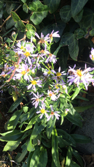 Tripolium pannonicum