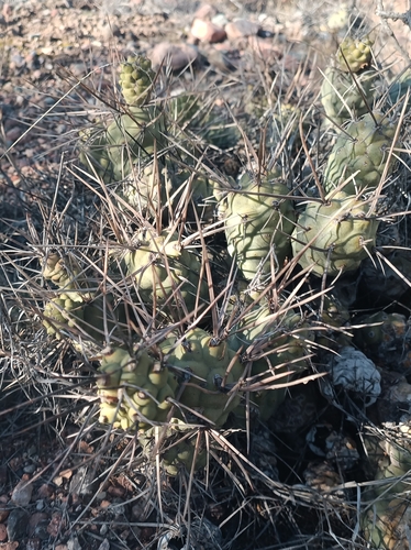 Tephrocactus aoracanthus