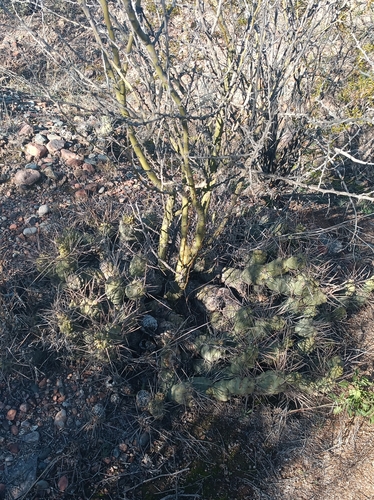 Tephrocactus aoracanthus