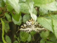 Abraxas grossulariata