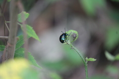 Labidomera suturella