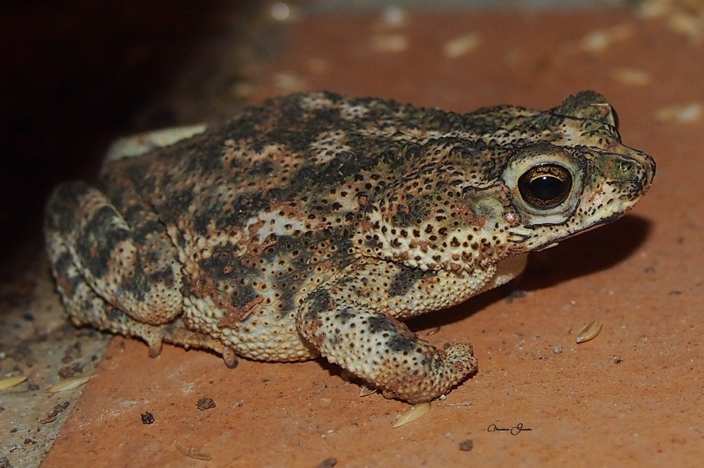 North Coastal Granular Toad
