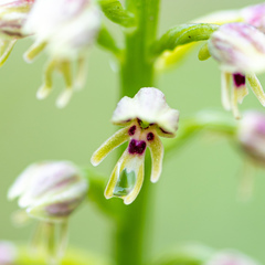 Orchis galilaea