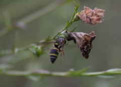 Stenodynerus propinquus