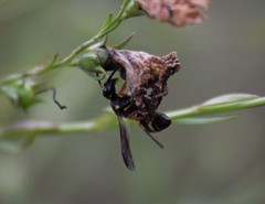 Stenodynerus propinquus