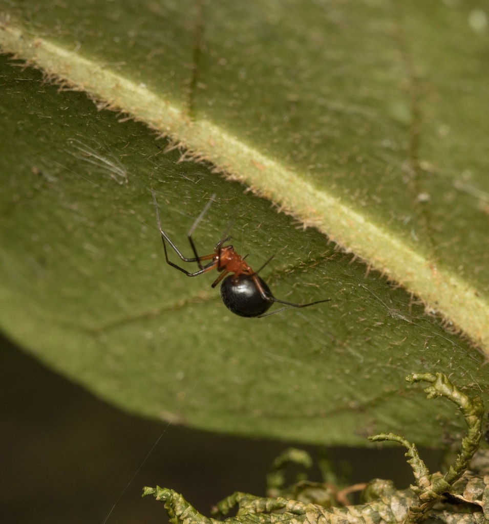 Sphecozone bicolor