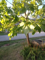 Catalpa