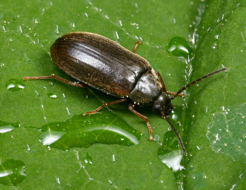 Isomira quadristriata