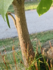 Catalpa