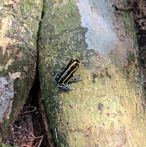 Apuriná Poison Frog, Ranitomeya toraro