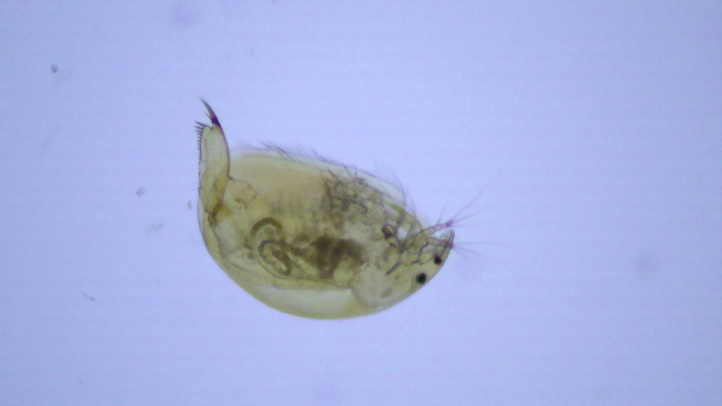 Oxyurella tenuicaudis