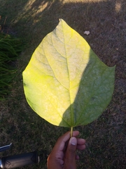 Catalpa