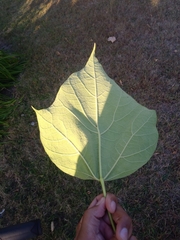Catalpa