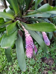 Aechmea cylindrata