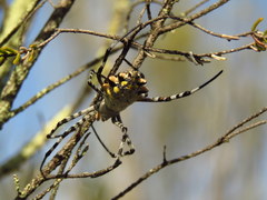 Argiope australis