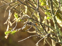 Argiope australis