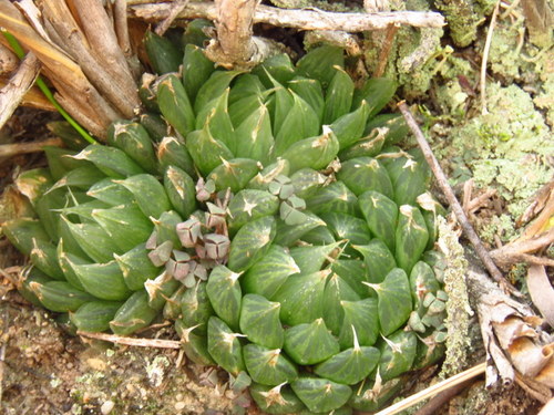 Haworthia mucronata Haw.