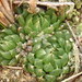 Glassrim Haworthia - Photo (c) Marienne de Villiers, some rights reserved (CC BY-NC), uploaded by Marienne de Villiers